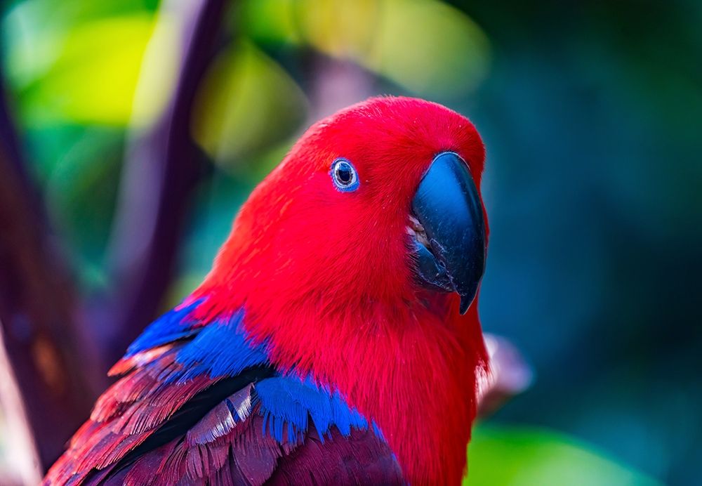 Red blue Female Eclectus Parrot close-up Native to Solomon Islands-New Guinea